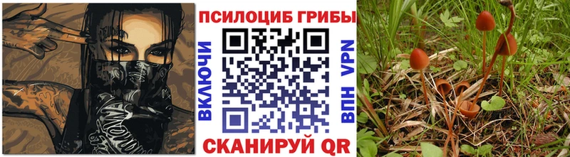 Купить  Любань  Галлюциногенные грибы Psilocybe 
